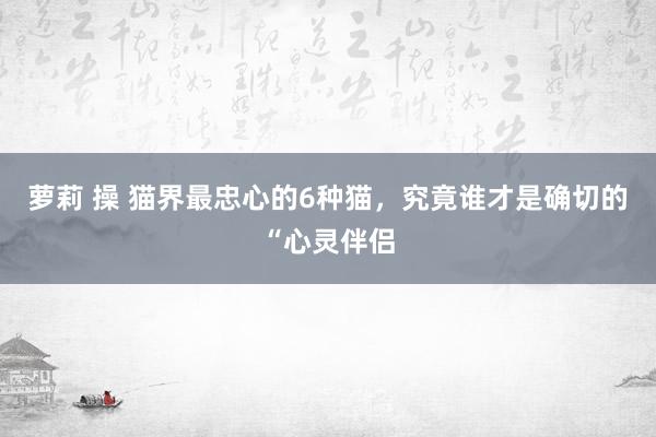 萝莉 操 猫界最忠心的6种猫，究竟谁才是确切的“心灵伴侣